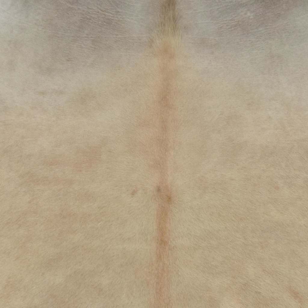 Tapis en peau de vache véritable  180x220 cm - Imagem 3